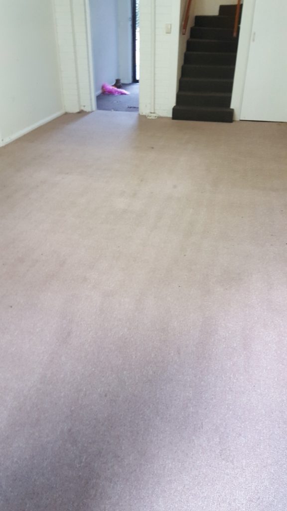 Keiraville carpets after cleaning by ChemDry Excellence