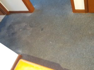 carpet in Corrimal - before Chem-Dry Excellence cleaning