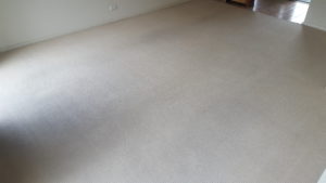 chemdry completely cleaned these carpets in Wollongong rental property - 