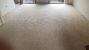 chemdry removed dirt and stains from these carpets in Wollongong rental property