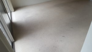 filthy carpets in wollongong rental property - before chemdry cleaning