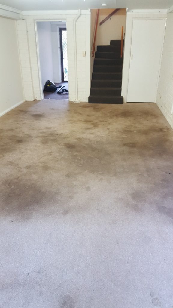 Keiraville carpets desperately needed cleaning!