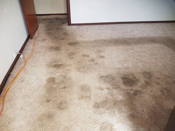 Before end of lease carpet cleaning by Chem-Dry Excellence - image